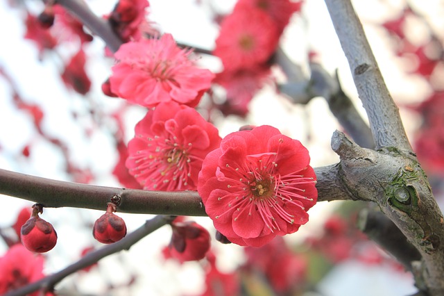 plum-blossom-89535_640
